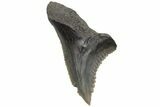 Snaggletooth Shark (Hemipristis) Tooth - South Carolina #211643-1
